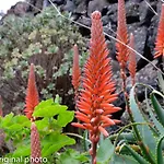 Tenerife Lizards - Duplex In The First Line Ferienhaus *