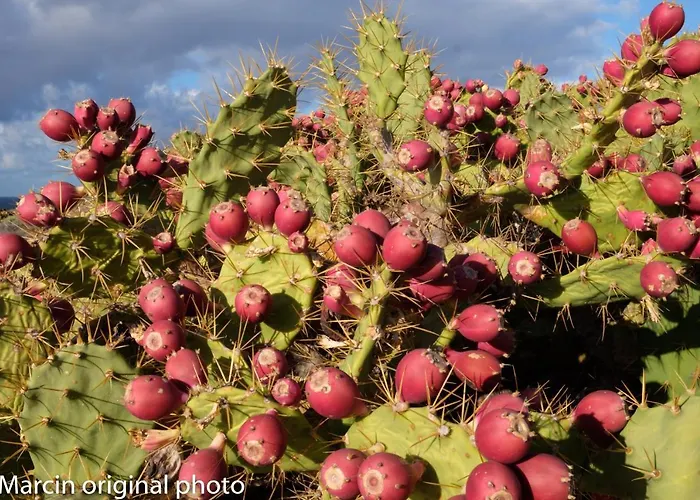 Tatil Evi Tenerife Lizards - Duplex In The First Line *