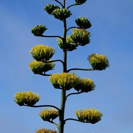 Tenerife Lizards - Duplex In The First Line 펜션