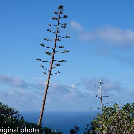 Tenerife Lizards - Duplex In The First Line 펜션 칼라오살바헤