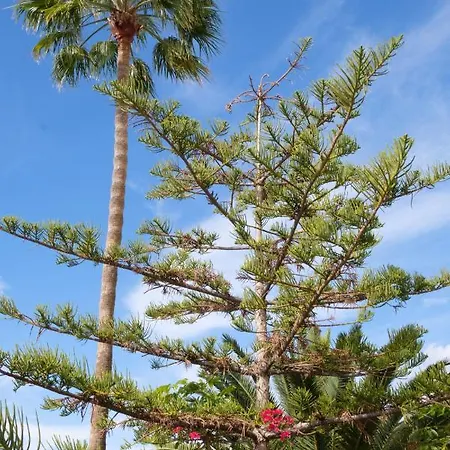 Tenerife Lizards - Duplex In The First Line 펜션