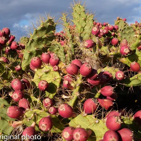 בית נופש Tenerife Lizards - Duplex In The First Line *