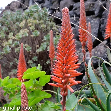 Tenerife Lizards - Duplex In The First Line Ferienhaus *