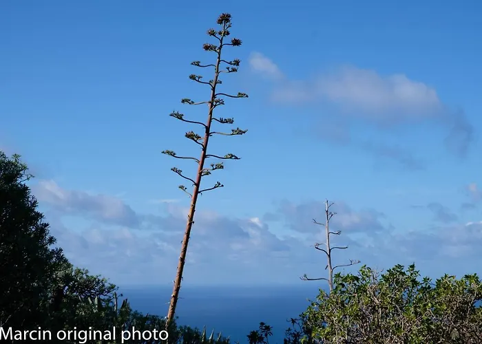 Tenerife Lizards - Duplex In The First Line Ferienhaus Callao Salvaje