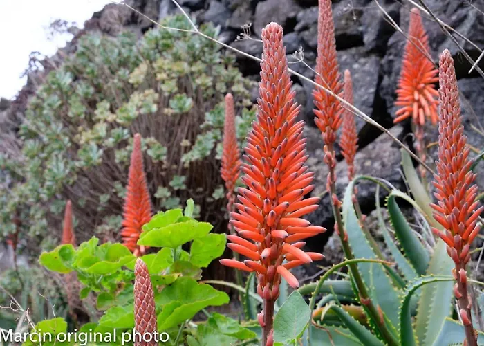 Tenerife Lizards - Duplex In The First Line Ferienhaus *