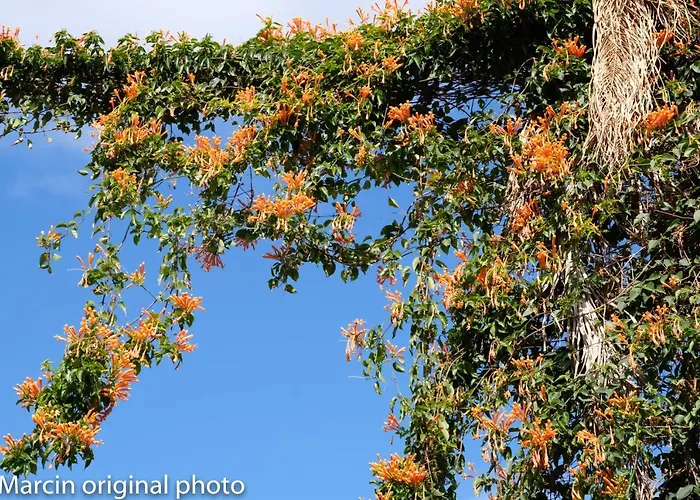 Tenerife Lizards - Duplex In The First Line בית נופש *