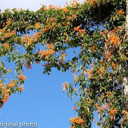 Tenerife Lizards - Duplex In The First Line Ferienhaus *