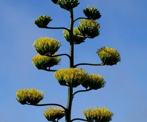 Tenerife Lizards - Duplex In The First Line 別荘