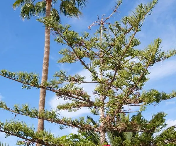 Tenerife Lizards - Duplex In The First Line 別荘